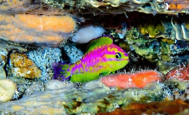 کشف گونه جدید ماهی با رنگ‌های نئونی +عکس
