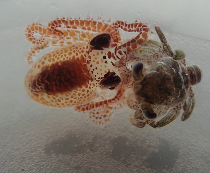 اختاپوس ریز چثه دربین زباله‌های دریایی +تصاویر