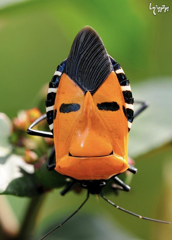 حشرات نازی که خودشان را در دلتان جا می‌کنند+عکس