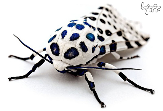 حشرات نازی که خودشان را در دلتان جا می‌کنند+عکس