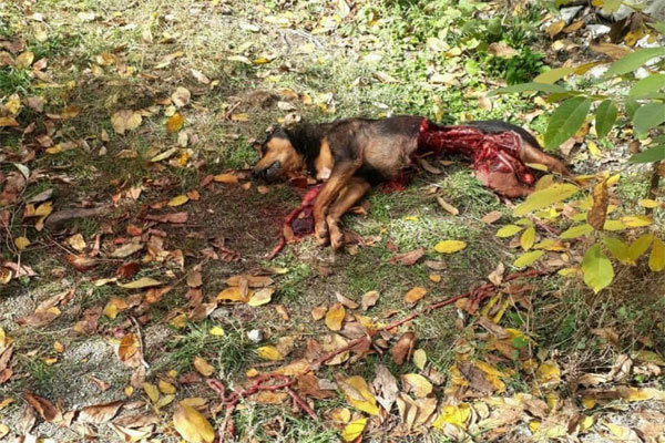 خرس، سگ نگهبان خانه را در روستای شمیرانات کشت +عکس