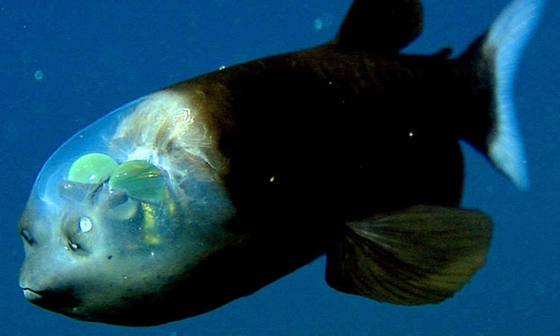 ماهی کله شیشه‌ای از عجایب اقیانوس +تصاویر