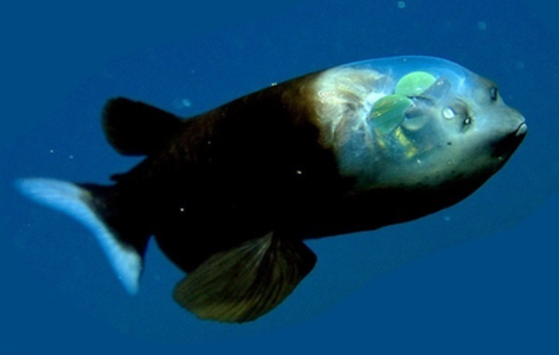 ماهی کله شیشه‌ای از عجایب اقیانوس +تصاویر