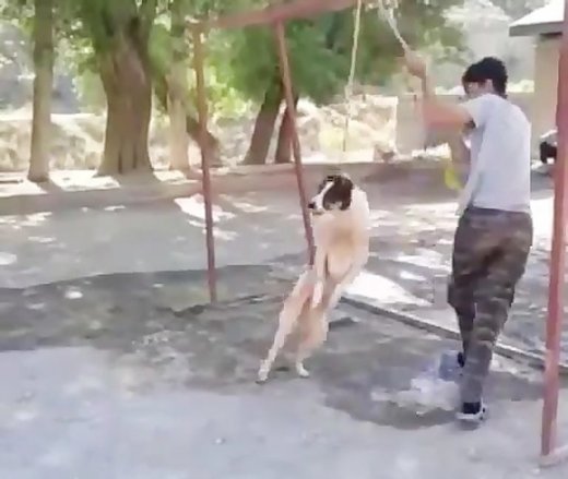 ماجرای اعدام وحشیانه یک سگ در رشت +عکس