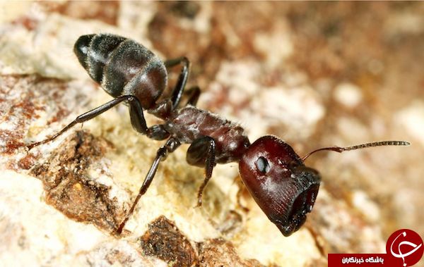 مورچه داعشی کشف شد +تصاویر