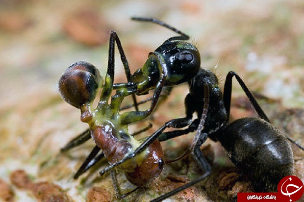 مورچه داعشی کشف شد +تصاویر
