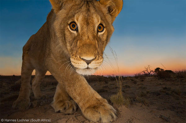گزارش تصویری از زیباترین و برترین عکس های سال حیات وحش
