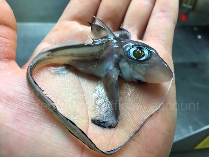 مجموعه‌‌ای از عکس‌های باورنکردنی و گاه هراس‌انگیز از موجودات ژرفای دریاها که این ماهیگیر روس به اشتراک گذاشته است
