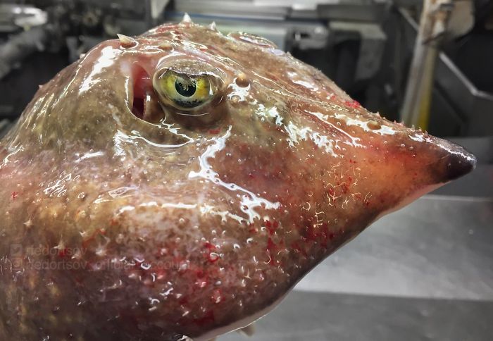 مجموعه‌‌ای از عکس‌های باورنکردنی و گاه هراس‌انگیز از موجودات ژرفای دریاها که این ماهیگیر روس به اشتراک گذاشته است