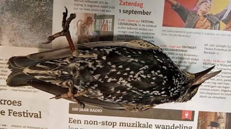 ماجرای ایست قلبی صدها پرنده در لاهه هلند چیست؟!