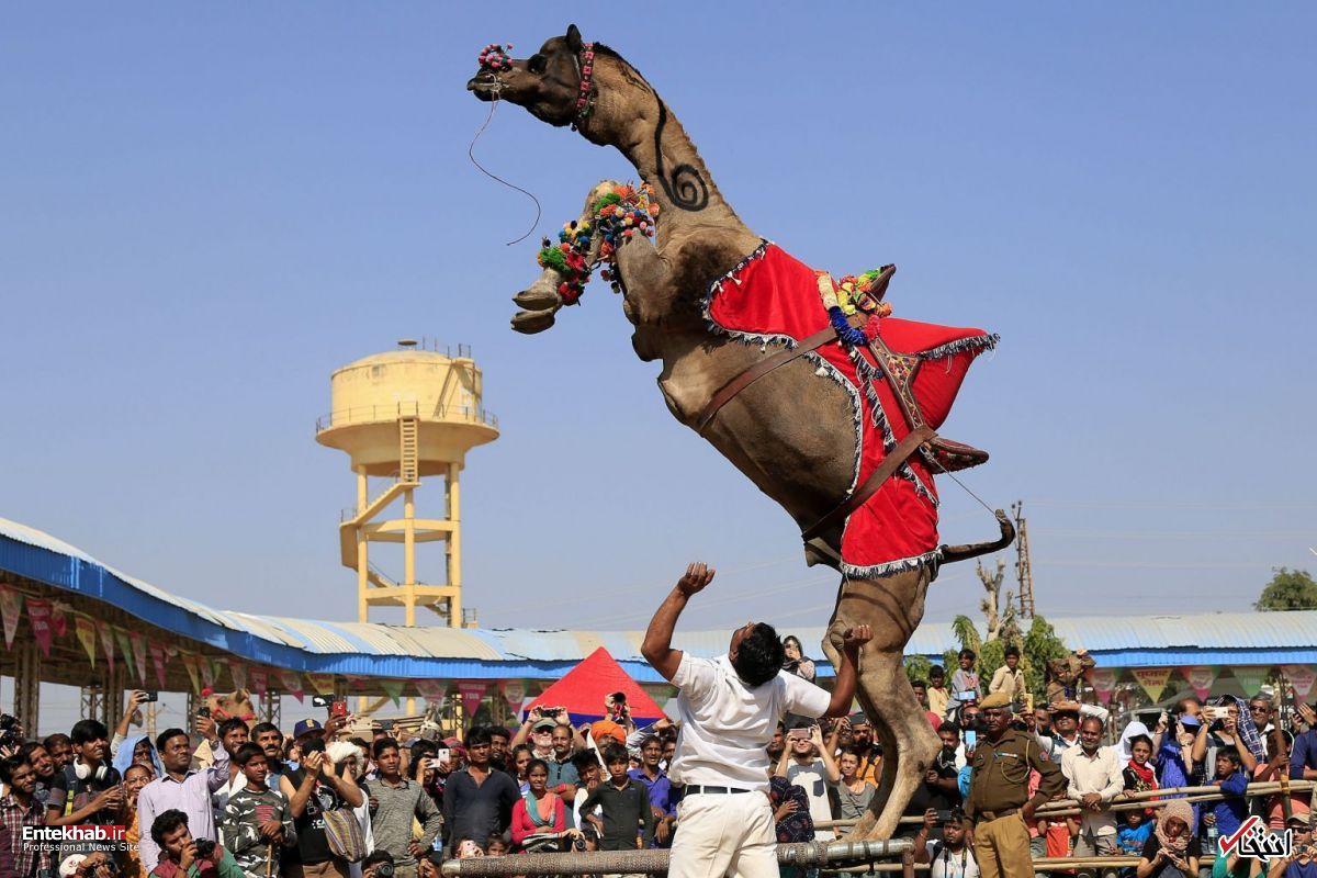 رم کردن یک شتر در فستیوال هندی+عکس