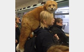 متروسواری دختر روس با روباه خانگی‌اش همه را شوکه کرد+عکس