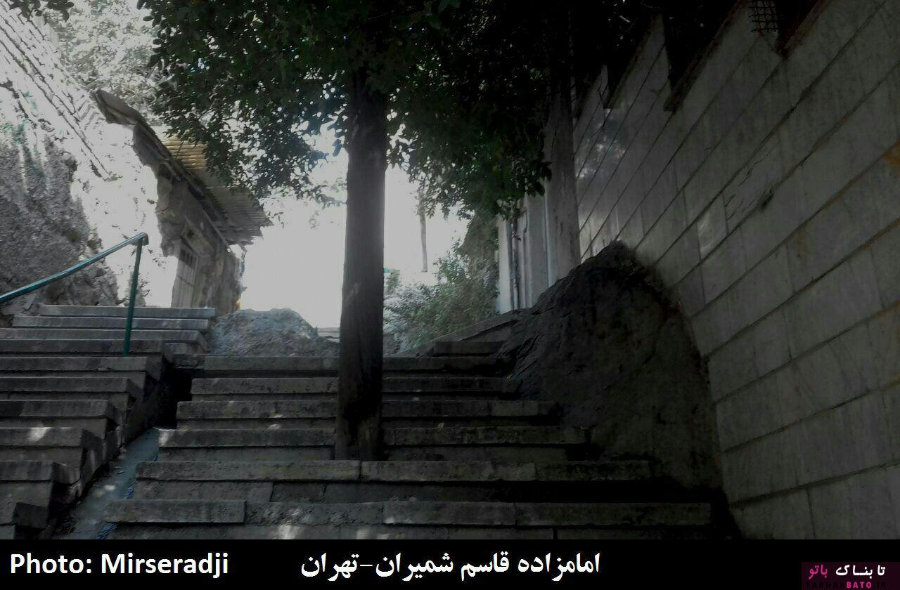 رویکرد عجیب ایرانی ها در برابر درخت