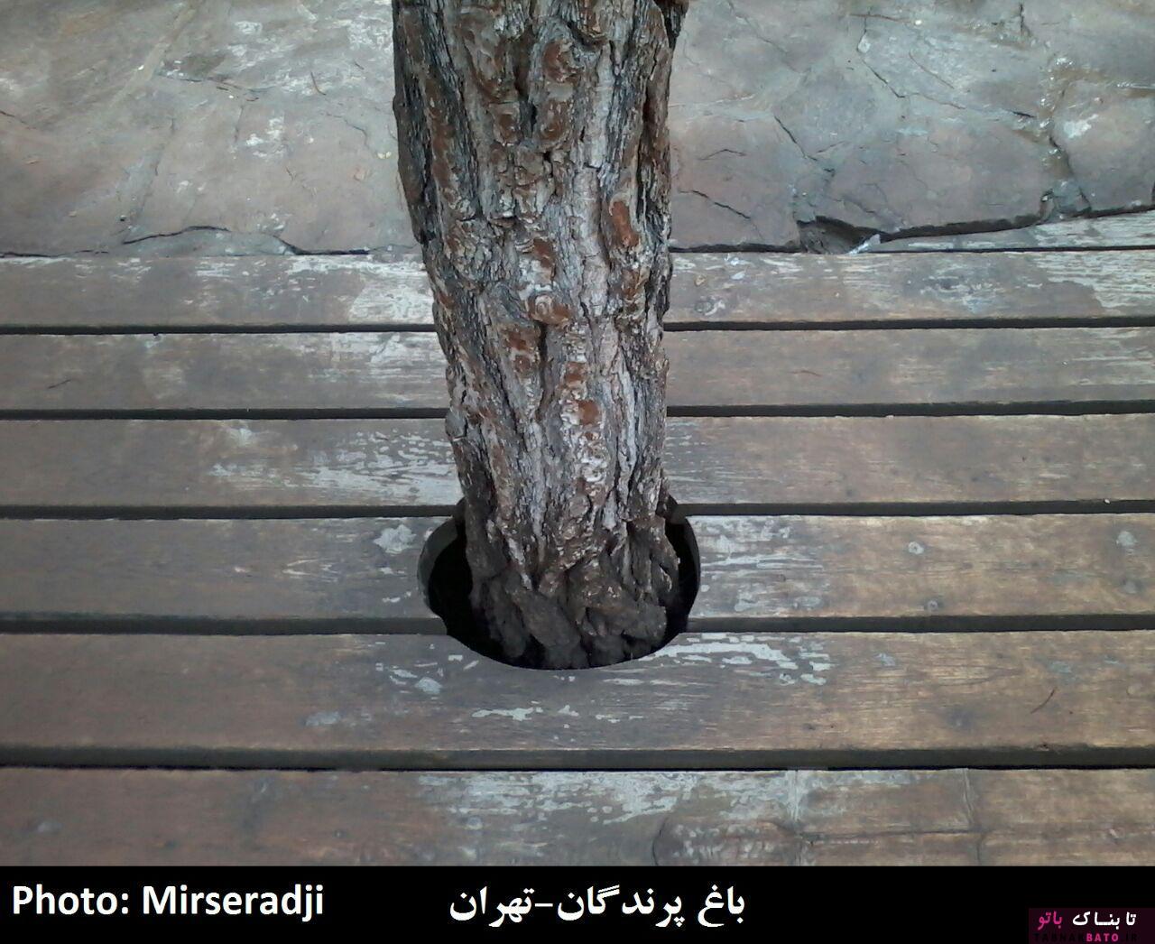 رویکرد عجیب ایرانی ها در برابر درخت