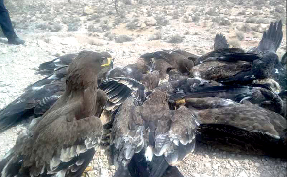 ۲۷ پرنده شکاری و عقاب به دلیل مسمومیت تلف شدند +عکس