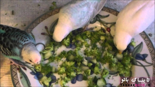 سبزیجات مناسب برای پرندگان زینتی
