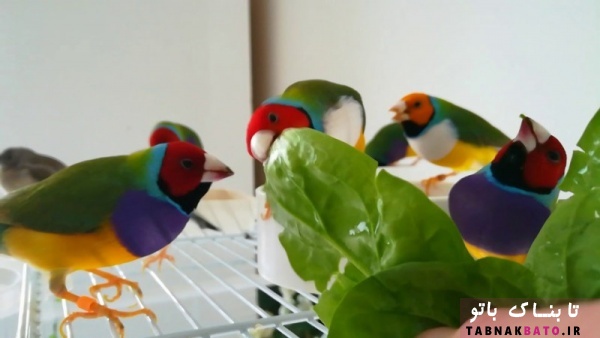 سبزیجات مناسب برای پرندگان زینتی