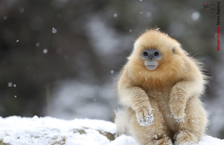 وقتی میمون طلایی از بارش برف شگفت زده شد +عکس