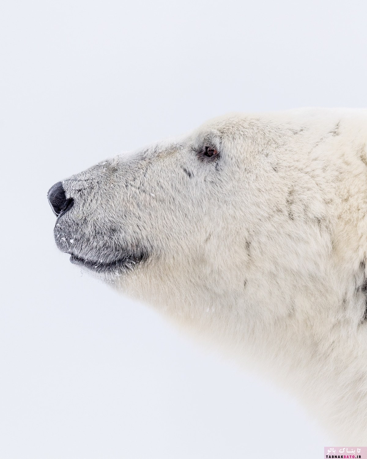 پرتره‌هایی جذاب از خرس‌های قطبی چرچیل