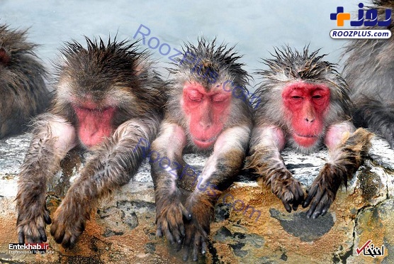 ژست تنبل میمون های ماکاک+عکس