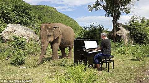 عجیب‌ترین اجرای موسیقی با حضور فیل‌ها
