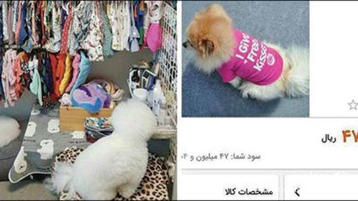 تیشرت ۴ میلیون و ۷۰۰ هزار تومانی یک سگ اشرافی در ایران+عکس
