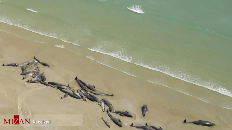 خودکشی دسته جمعی ۱۴۵ نهنگ عنبر در سواحل نیوزلند+عکس