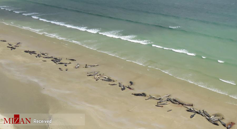خودکشی دسته جمعی ۱۴۵ نهنگ عنبر در سواحل نیوزلند+عکس