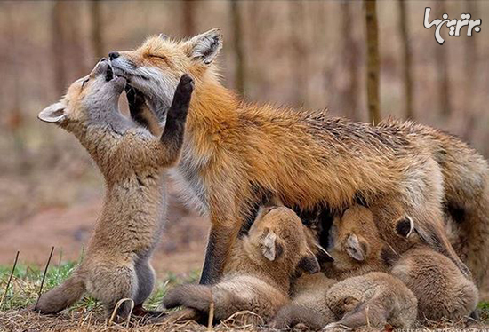 تصاویر زیبای مادر و فرزندی در دنیای حیوانات