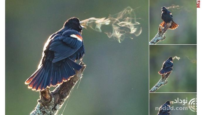 سیگار کشیدن یک پرنده روی شاخه درخت+عکس