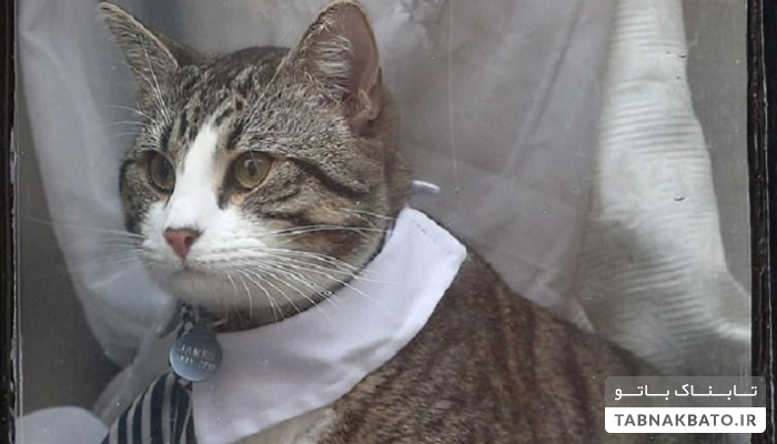 سرنوشت گربه جولیان آسانژ پس از دستگیری او