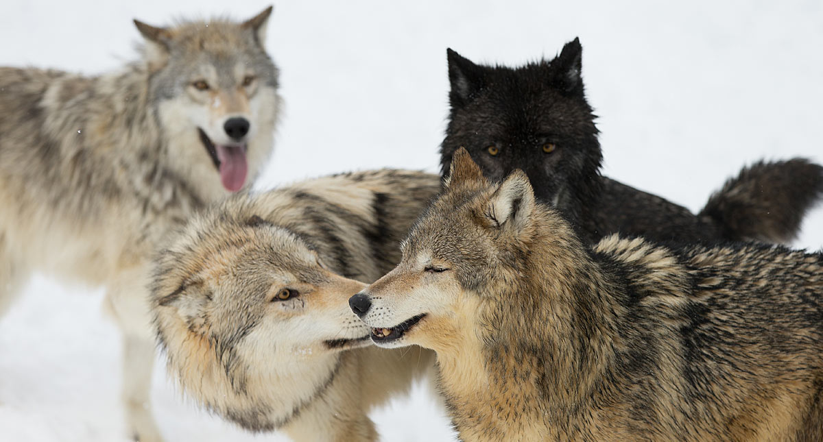 دنیای حیرت‌انگیز گرگ ها؛ نتیجه ۲۵ سال تحقیقات یک جانور‌شناس از زندگی شکارچیان دوست‌داشتنی [قسمت دوم]
