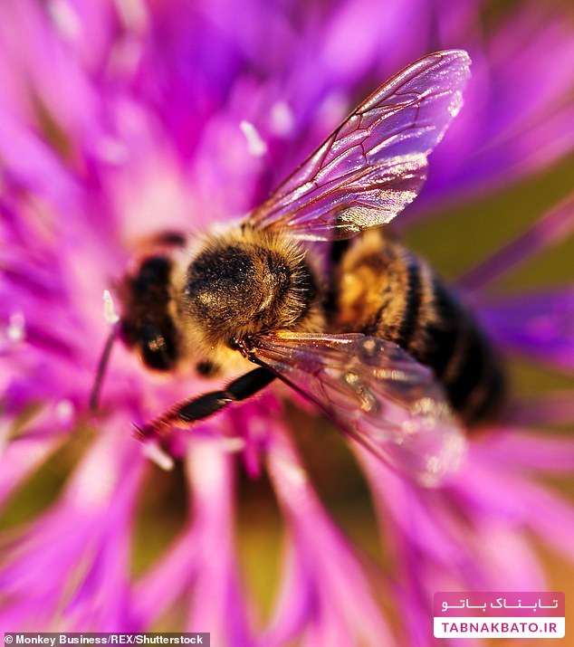 چرا مورگان فریمن در خانه اش زنبور عسل پرورش می‌دهد؟