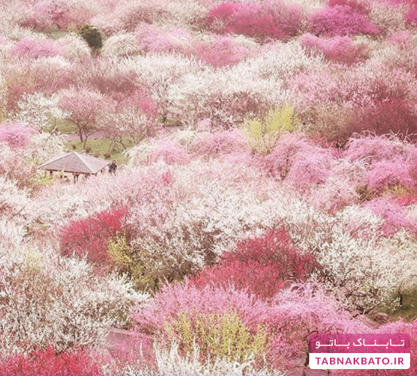 جلوه‌هایی جادویی از فصل زیبای ساکورا