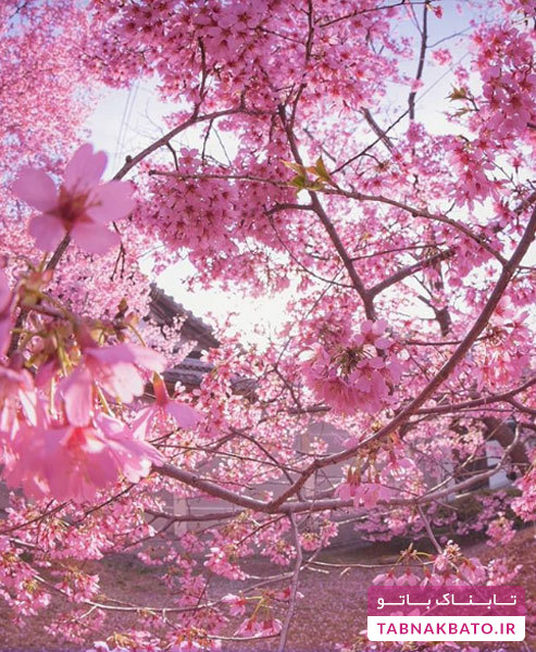 جلوه‌هایی جادویی از فصل زیبای ساکورا