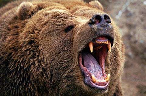 حمله خرس به مردم در هندوستان