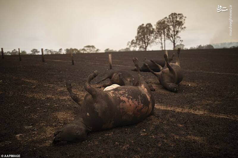 دامداری که گاوهای خود را کشت+عکس