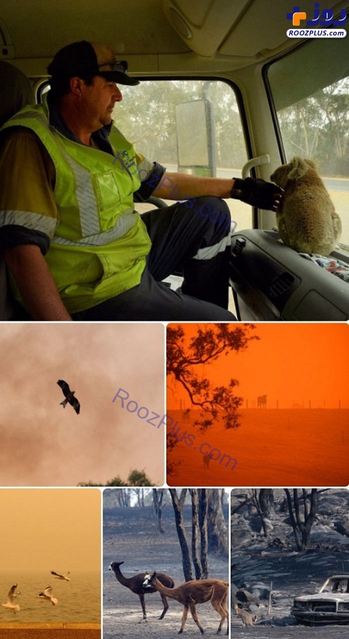 کشته شدن بیش از نیم میلیارد حیوان در آتش سوزی استرالیا +عکس