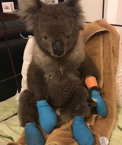 تصاویری کم‌نظیر از درمان کوالا‌های استرالیایی