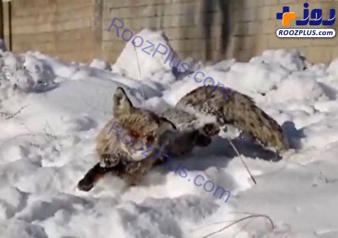 انجماد یک روباه در ترکیه به دلیل سرمای سیبری+عکس