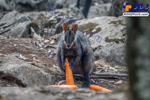 هویج خوردن کانگورویی که از جهنم استرالیا جان به در برده +عکس