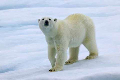 حمله خرس قطبی به یک مرد در روسیه
