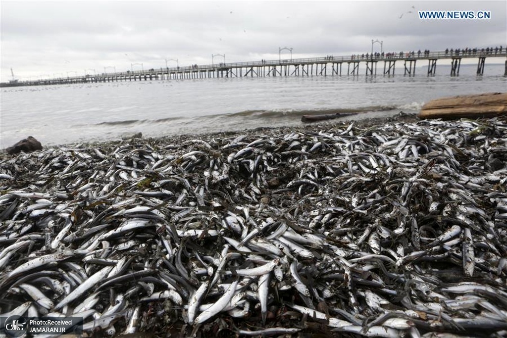 توده ای از ماهیان مرده در ساحل کانادا + عکس