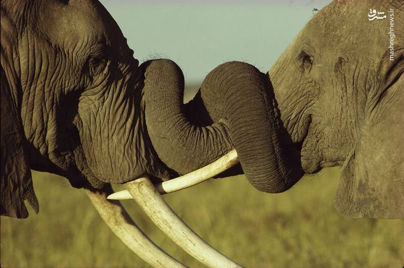 شاخ به شاخ شدن دو فیل در کنیا +عکس