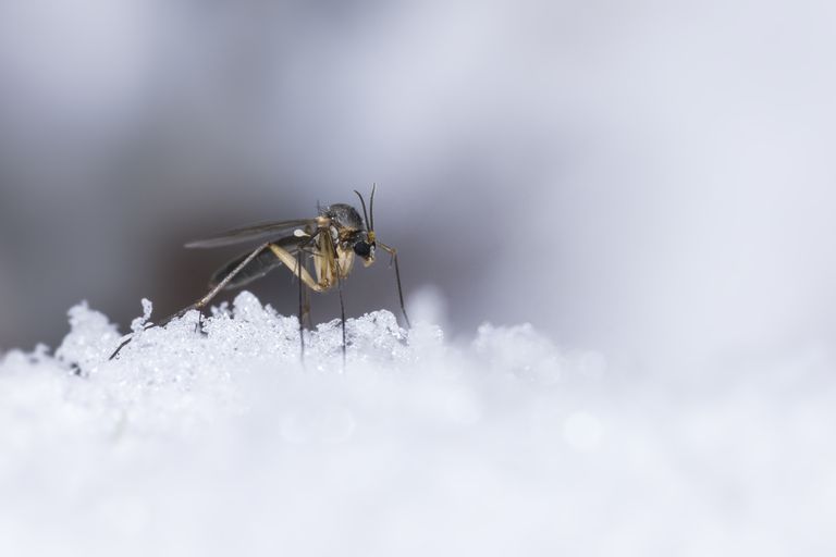 پشه ها در زمستان کجا غیب شان می زند؟