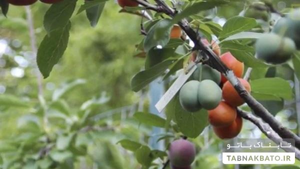 درختی که چهل نوع میوه تولید می‌کند