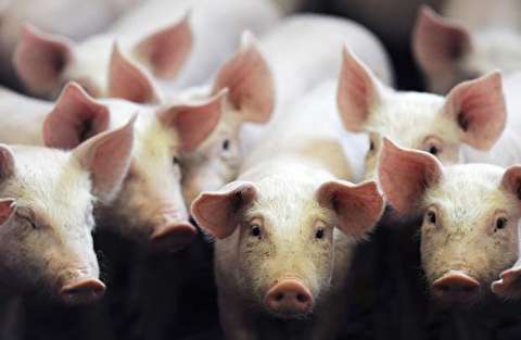 زنده سوزاندن خوک‌ها در چین برای مقابله با تب خوکی