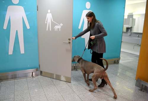 از استیضاح ترامپ در سنا تا دستشویی سگ‌ها در فرودگاه هلسینکی