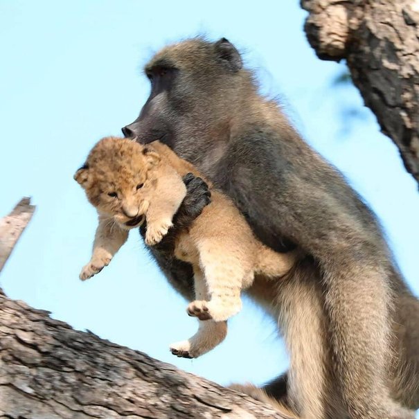 لحظات بی‌نظیر نگهداری یک میمون از توله شیر+تصاویر