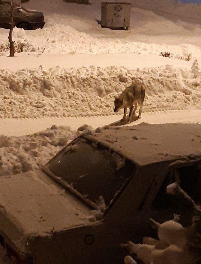 پرسه زدن گرگ های گرسنه در خیابان های خلخال + عکس